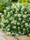 Seed Alyssum Carpet of Snow 0.416g MFG013