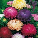 Seed Aster Duchess Mixed 0.371g MFG040