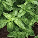 Seed Basil Sweet 1.368g MFG2702