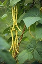 Seed Bean Climbing Gld Yel 20g MFG2307