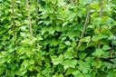 Seed Bean Climbing Gld Yel 20g MFG2307