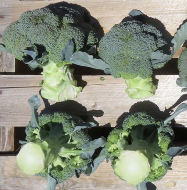 Seed Broccoli Blue Finn F1 10G Terranova
