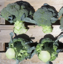 Seed Broccoli Blue Finn F1 10G Terranova