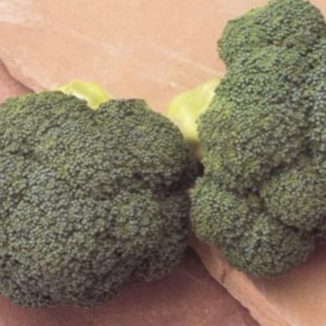 Seed Broccoli Marathon F1 2.5M 19g Terranova