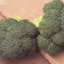 Seed Broccoli Marathon F1 2.5M 19g Terranova