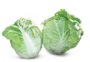 Seed Cabbage Chinese Plenty F1 10G Terranova