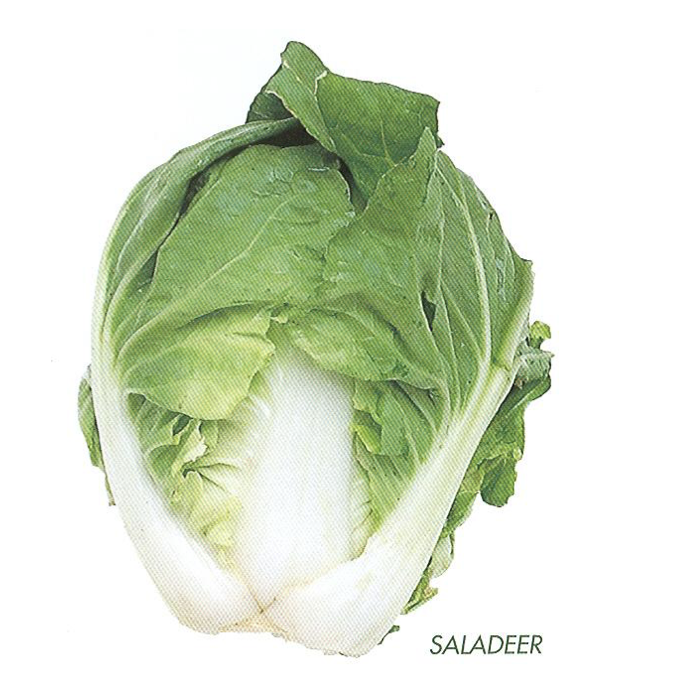 Seed Cabbage Chinese Saladeer F1 10G Terranova