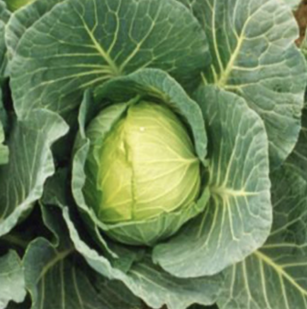 Seed Cabbage Green Coronet F1 25g Terranova 