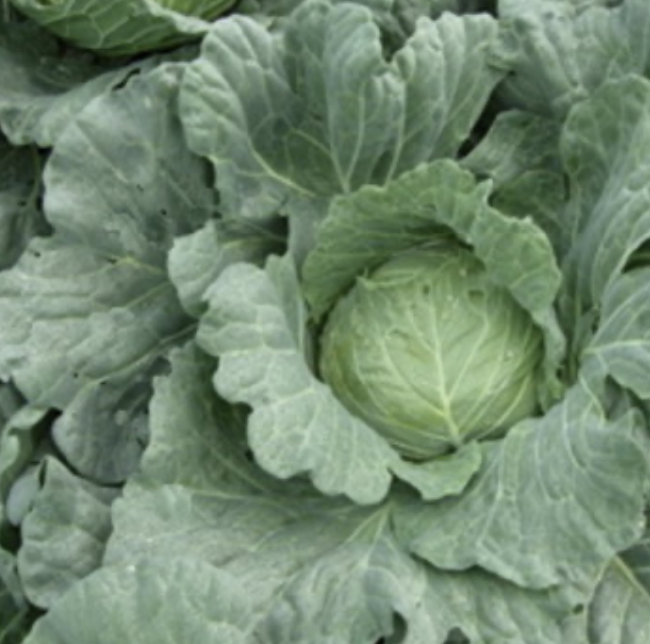 Seed Cabbage Pacific Green F1 10G Terranova