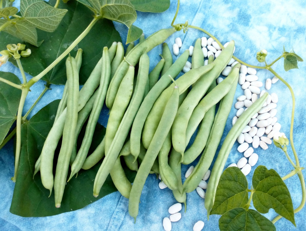 Seed Bean Dwarf Snap Bean 20g MFG2206