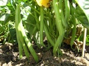 Seed Bean Dwarf Snap Bean 20g MFG2206