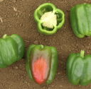 Seed Capsicum California Wonder 100G Terranova 