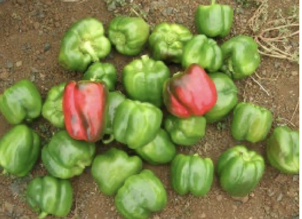 Seed Capsicum Yolo Wonder B 25G Terranova
