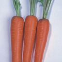 Seed Carrot New Kuroda 25G Terranova