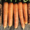 Seed Carrot Topweight 100g Terranova