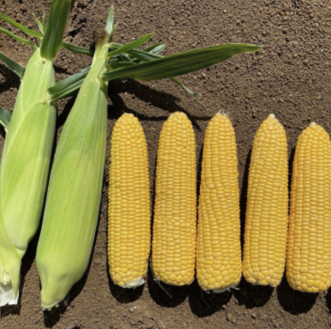 Seed Corn Sweet Madison Gold F1 1000sds 150g Terranova