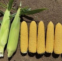 Seed Corn Sweet Madison Gold F1 1000sds 150g Terranova