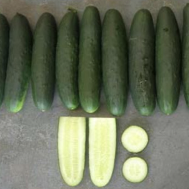Seed Cucumber Genuine F1 10G Terranova