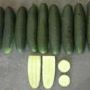 Seed Cucumber Genuine F1 10G Terranova