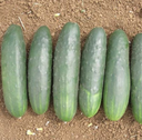Seed Cucumber Moneymaker 25G Terranova