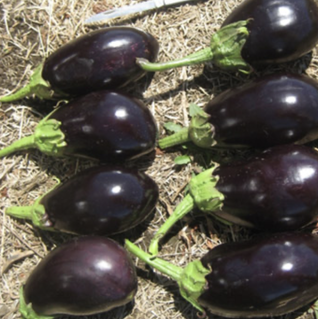 Seed Eggplant Black King F1 5G Terranova