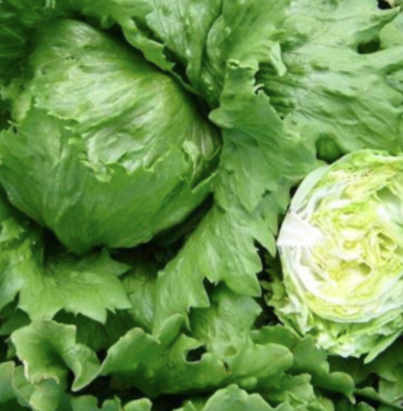Seed Lettuce Tropical 5m 5000sds 6g Terranova
