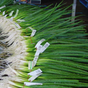 Seed Onion Zeffa 100g Terranova