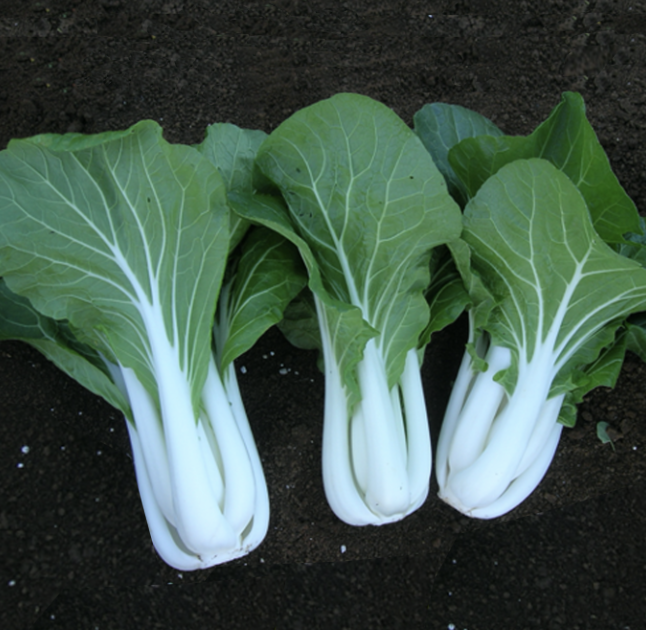 Seed Pakchoy White Op 25g Terranova