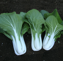Seed Pakchoy White Op 25g Terranova