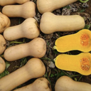 Seed Pumpkin B/Nut Waltham 25g Terranova
