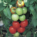 Seed Tomato Tropic Boy F1 5g Terranova