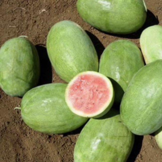 Seed Watermelon Charlestron 805 10g Terranova