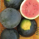 Seed Watermelon Sugar Baby 25g Terranova