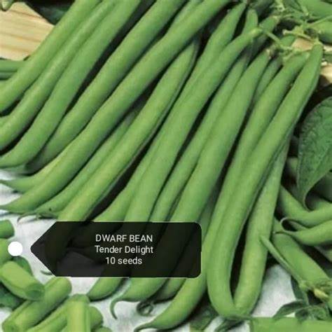 Seed Bean Dwarf Tender Delight 20g MFG2158