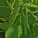 Seed Bean Dwarf Tender Delight 20g MFG2158