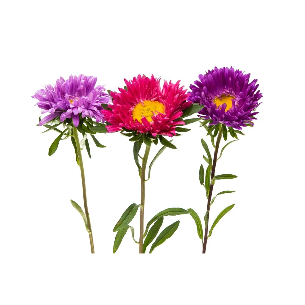 Seed Aster Queen Mixd 0.681g MFG2339