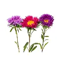Seed Aster Queen Mixd 0.681g MFG2339