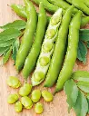 Seed Bean Broad ELP 25g MFG2121
