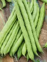 Seed Bean Climbing BL 20g MFG2808