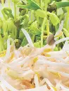 Seed Bean Mung Sprouts 50g MFG2318