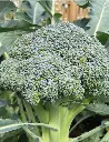 Seed Broccoli Marathon F1 0.277g MFG5339