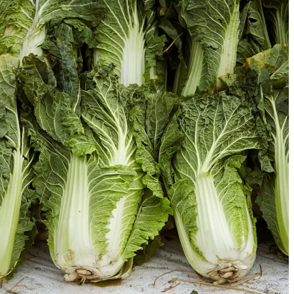 Seed Cabbage Chines WB 0.344 MFG2258