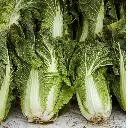 Seed Cabbage Chines WB 0.344 MFG2258