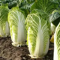 Seed Cabbage Chines WB 0.344 MFG2258