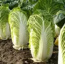 Seed Cabbage Chines WB 0.344 MFG2258