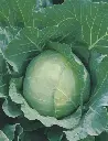 Seed Cabbage Gold. Acre 1.325g MFG5848