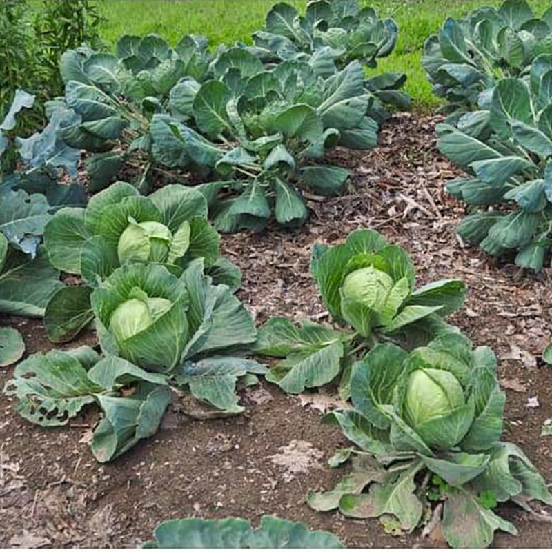 Seed Cabbage Gold. Acre 1.325g MFG5848