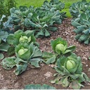Seed Cabbage Gold. Acre 1.325g MFG5848