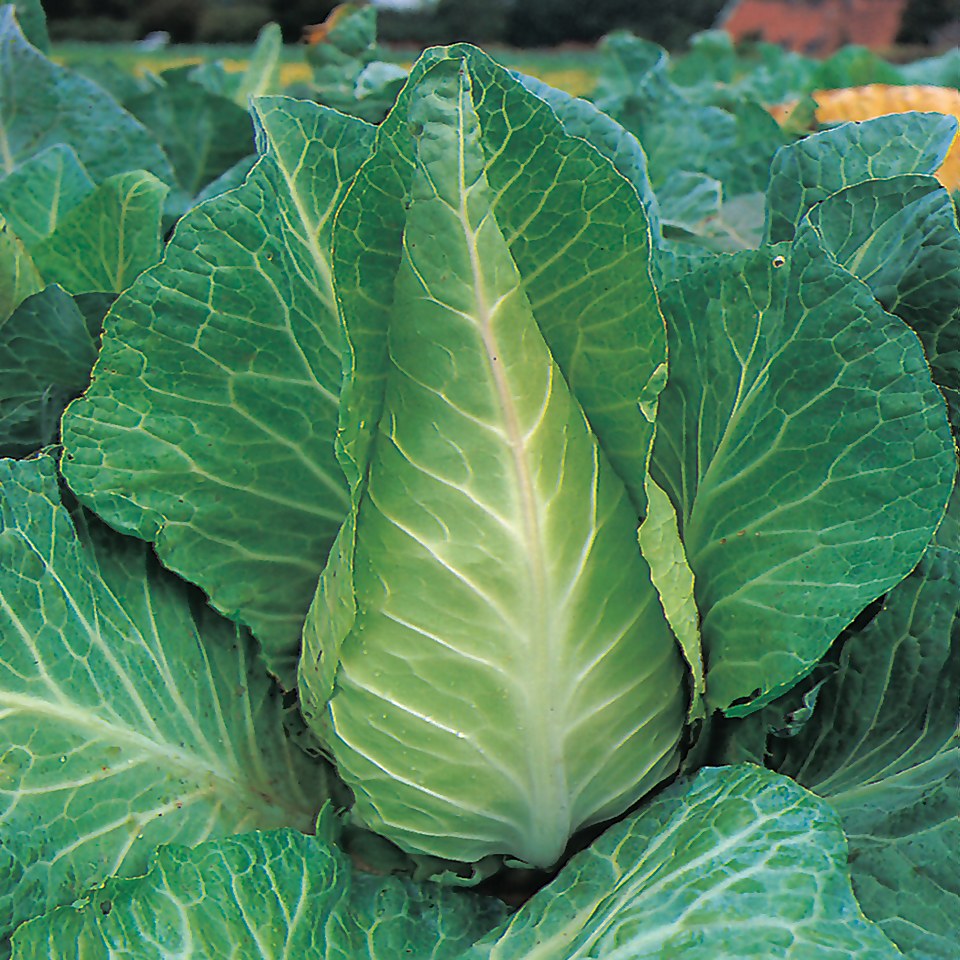 Seed Cabbage Sugarloaf 2.173g MFG2216