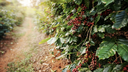 Glyphosate 480 IPA 20lt